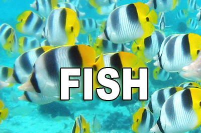 aa 