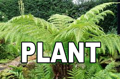 aa 