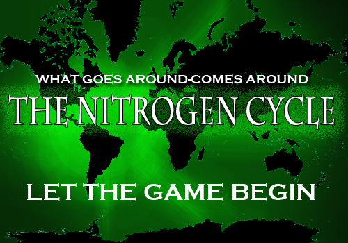 the nitrogen cycle 