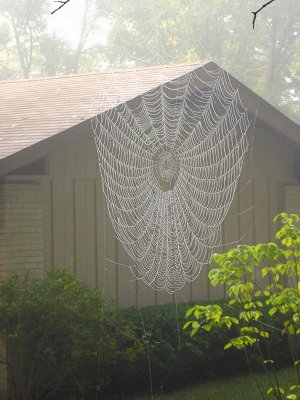 web